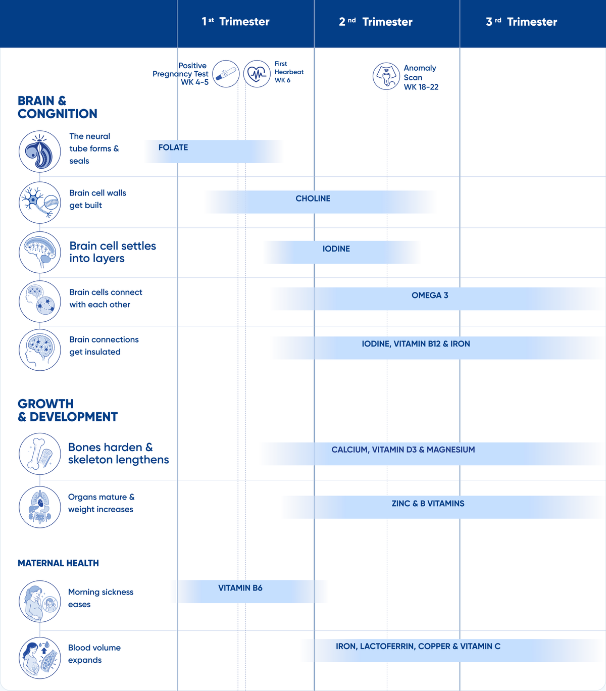 Pregnancy development and nutritional support across three trimesters